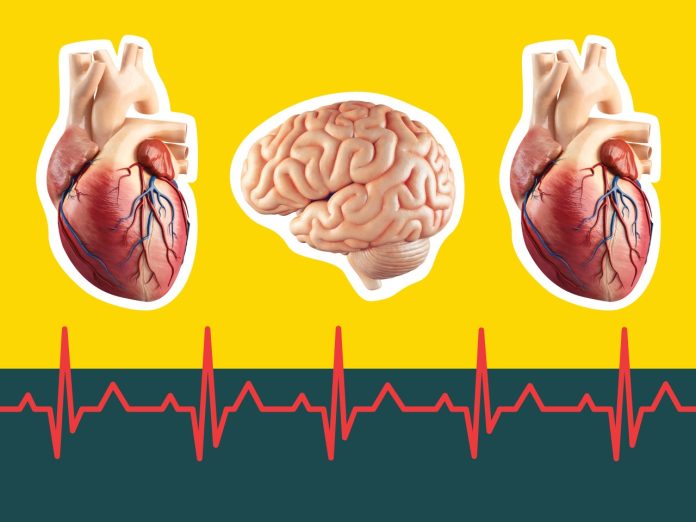 Hearts-and-Brain