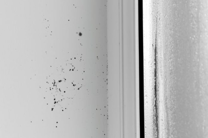 Professional Mold Removal and Mold Remediation Professional Mold Removal and Mold Remediation