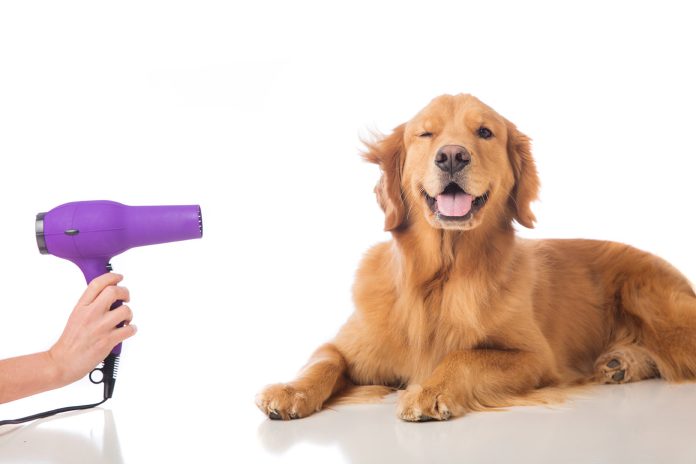 dog-grooming Grooming