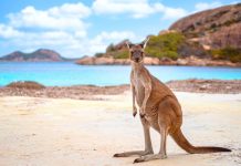 Kangaroo Travel: Hopping Across the Globe on Unique Adventures