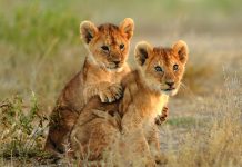 Serengeti Splendor: Luxury Safari Lodges and Camps in Africa’s Serengeti