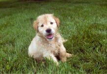 5 Things to Consider When Training a Puppy Puppy